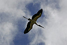 Flying Bird